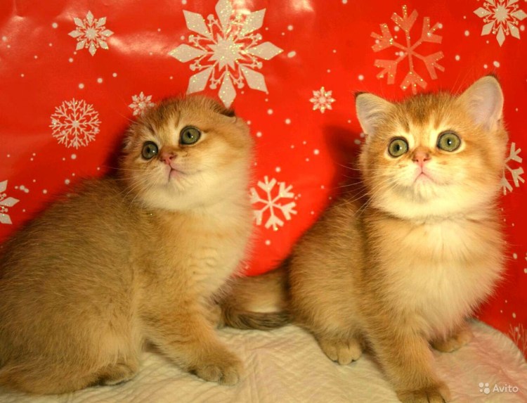 Британский котенок 4 месяца табби