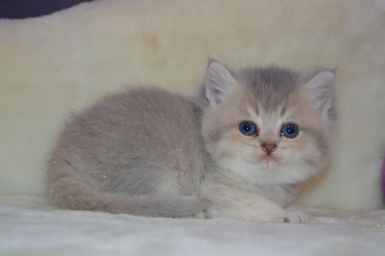 Голубая Золотая шиншилла Шотландская