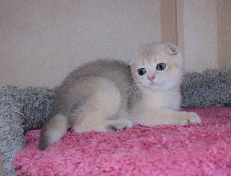 Голубой затушеванный окрас