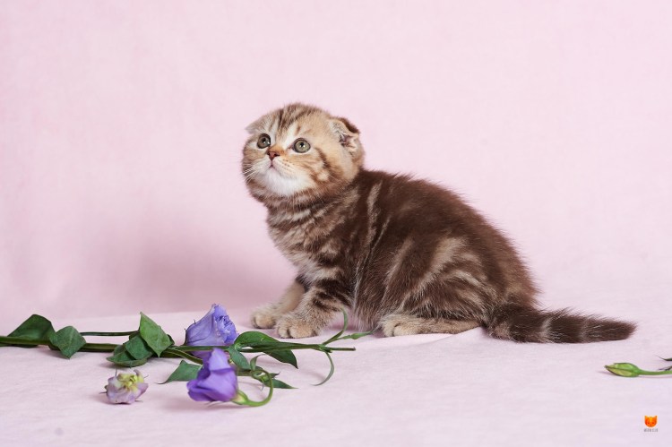 Котята Шотландские вислоухие золотые