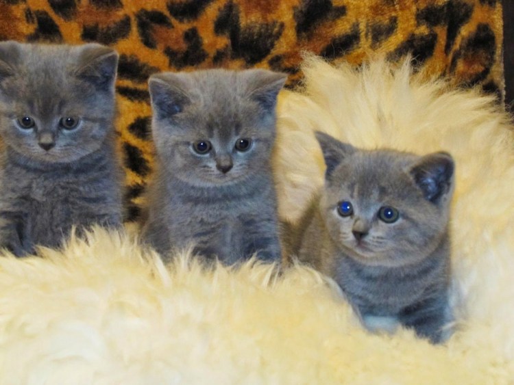 Черный серебристый тикированный ns25