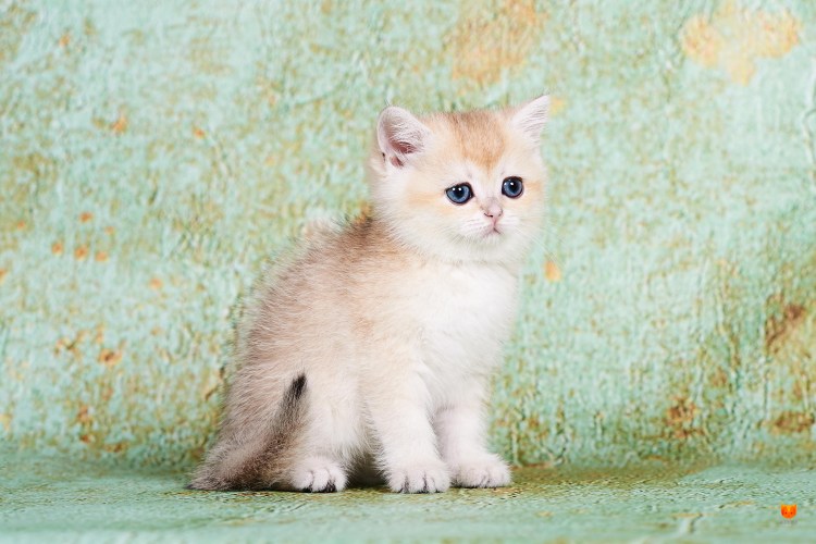 Голубой золотой пятнистый британский котенок