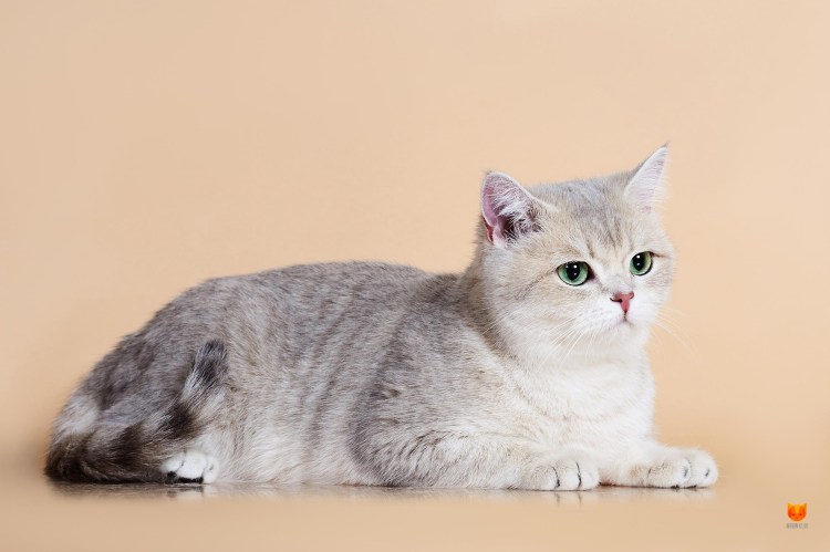 Голубая Золотая тикированная шиншилла