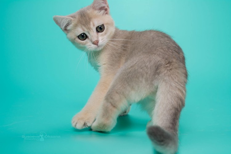 Голубой золотой затушеванный шиншилла