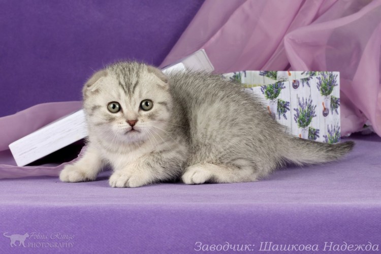 Голубая тикированная шиншилла