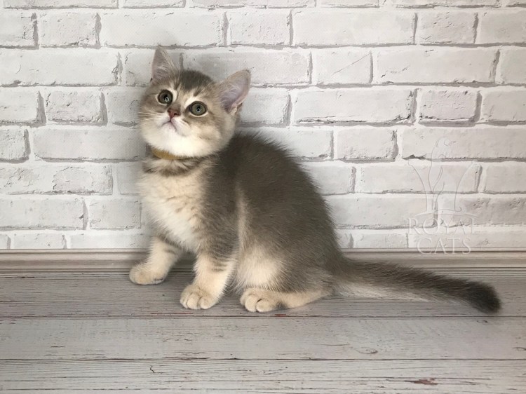 Кот голубое золото окрас