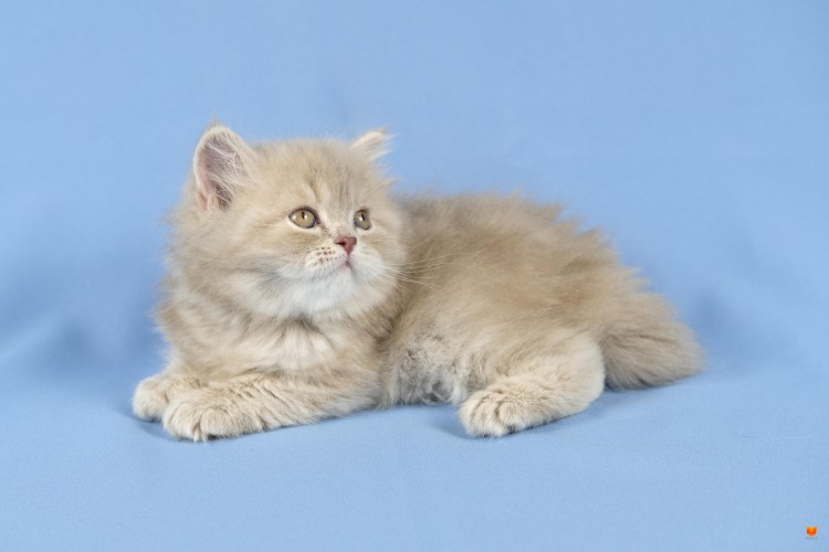 Манчкин Золотая шиншилла