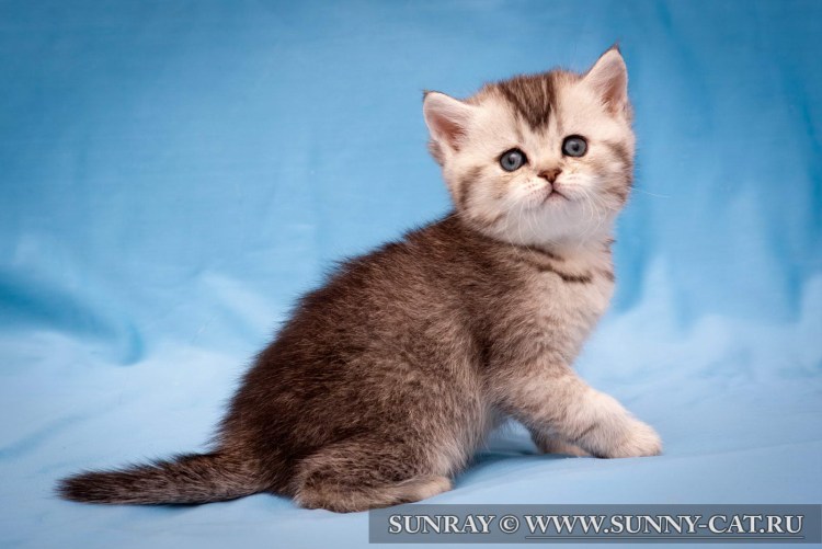 Британская голубая Золотая шиншилла