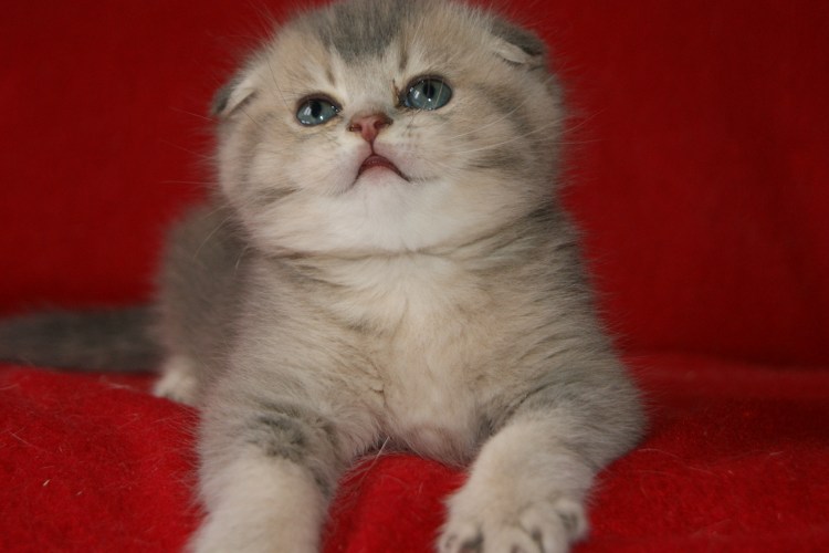 Скоттиш фолд голубое золото