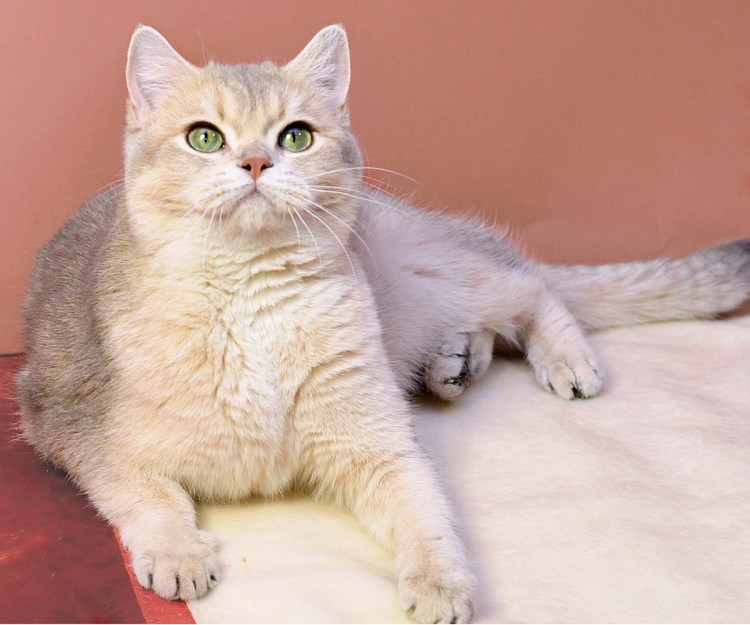 Британские котята страйт голубой