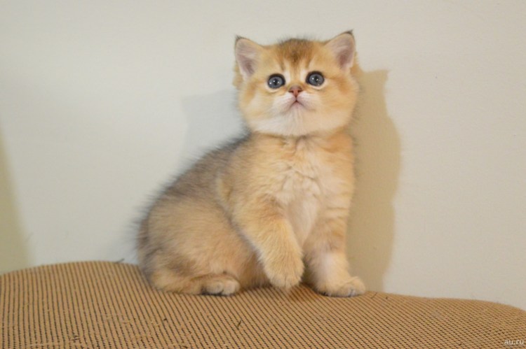 Шотландские котята голубой вискас