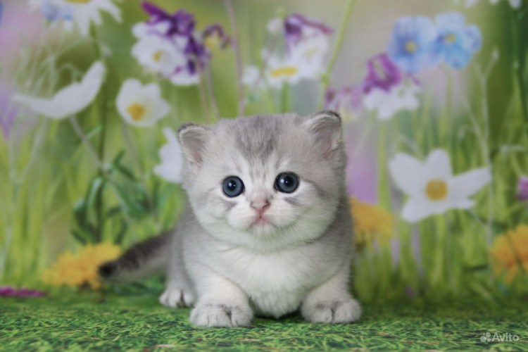 Кот голубое золото окрас