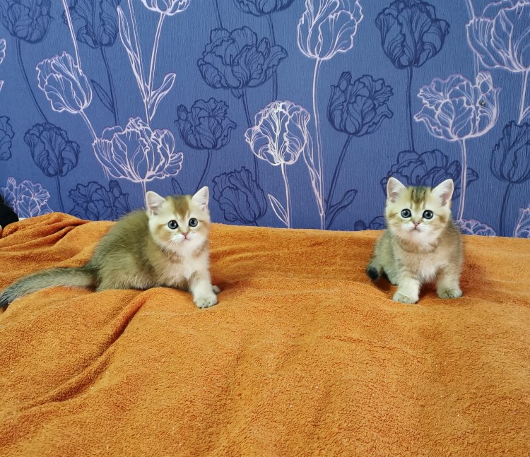 Британская голубая таби