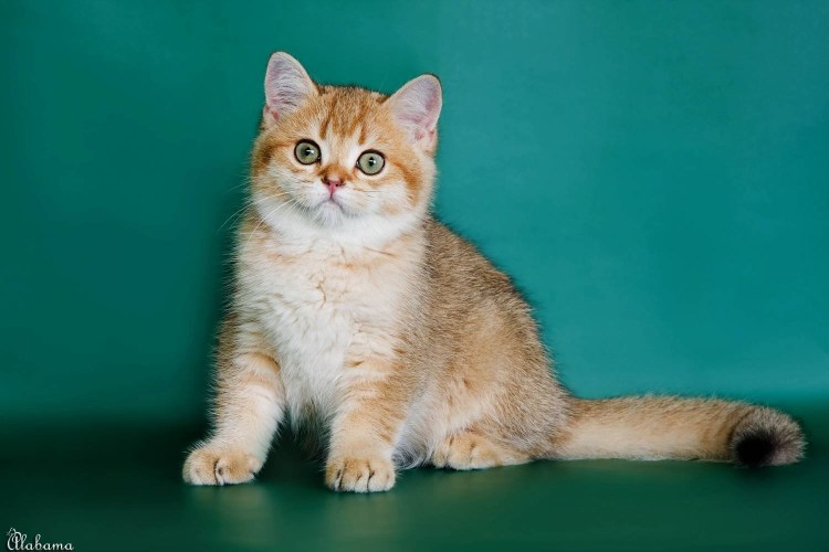 Британский котенок 4 месяца табби