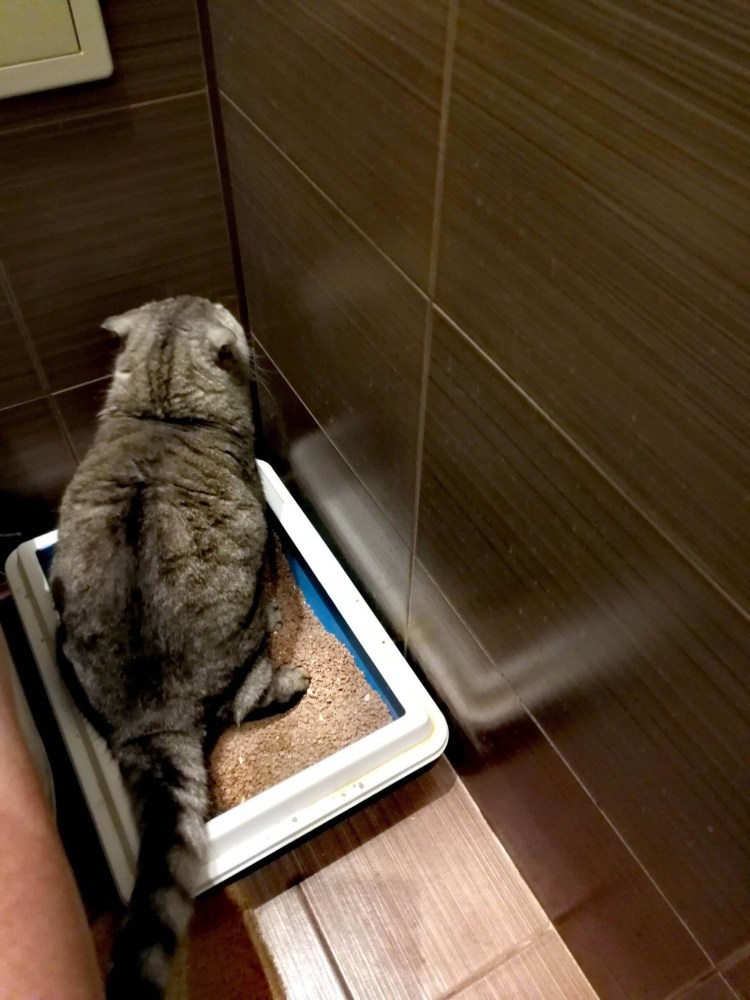 Туалетный котенок