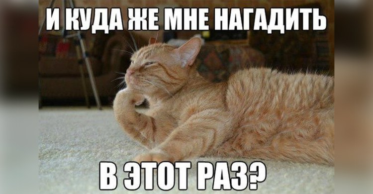 Кот нагадил на ковер