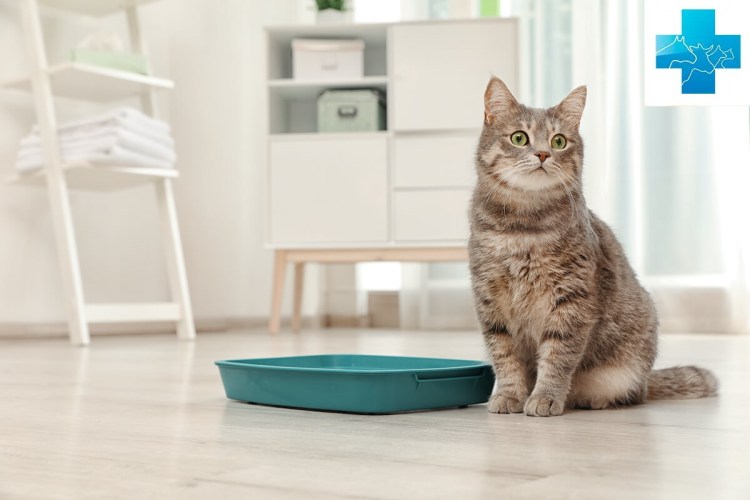 Кот нагадил на человека