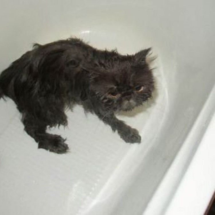 Кот и туалетная бумага прикол