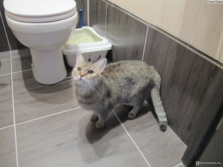 Кошачий лоток с какашками