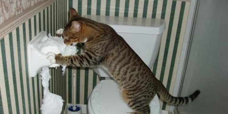 Кот в лотке Мем