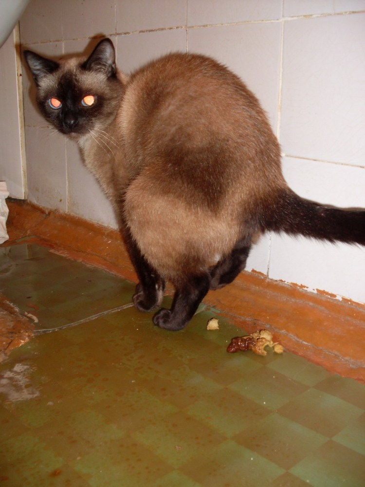 Коты которые какают