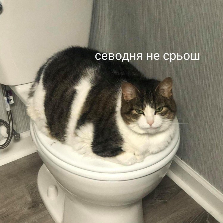 Котята хулиганят