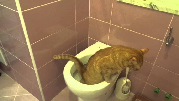 Кошка какает