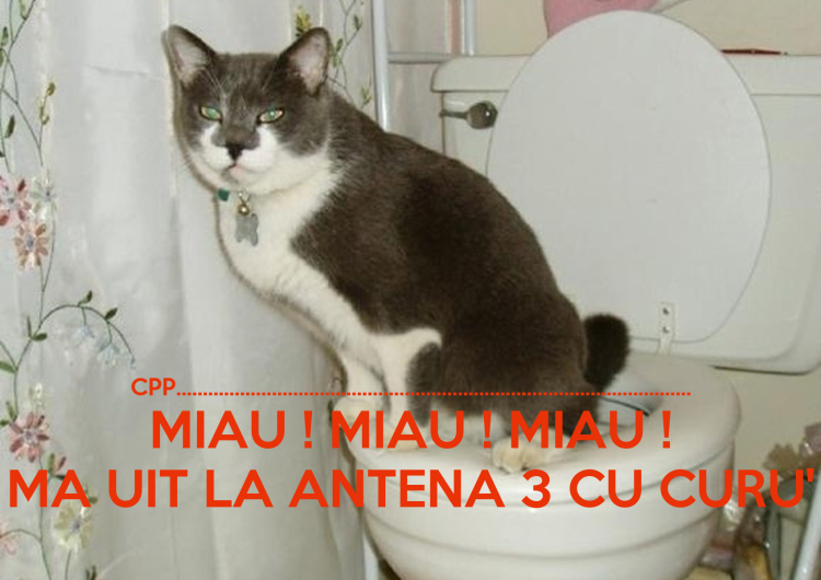 Кот в туалете