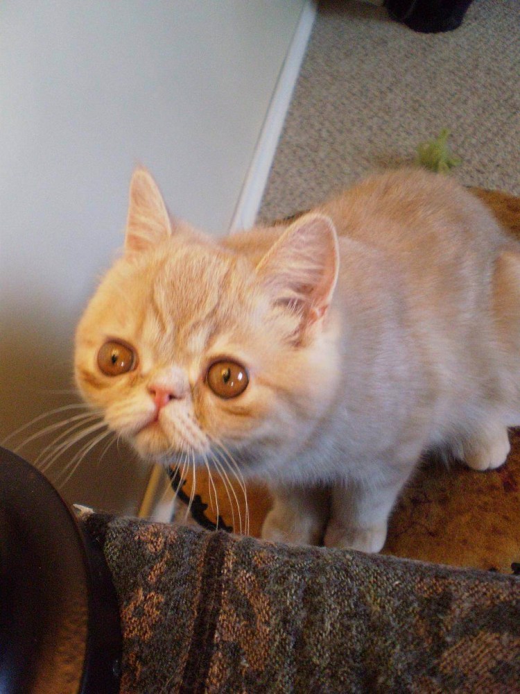 Толстый кот на унитазе