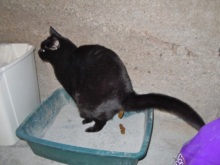 Кошачий лоток с какашками