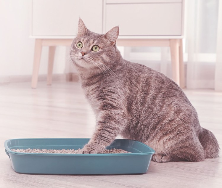 Кот в туалете