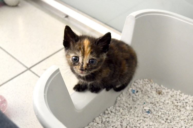 Кошка испражняется