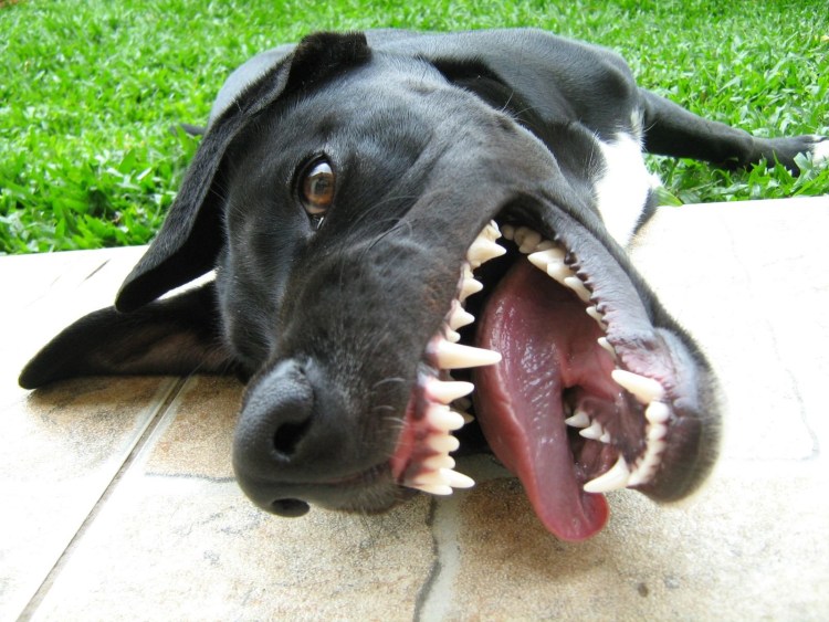 Собака акула