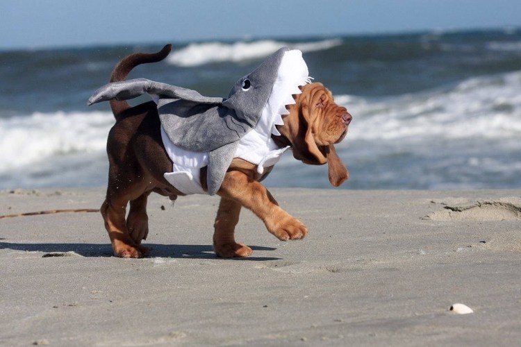 Бойцовские собаки бультерьер