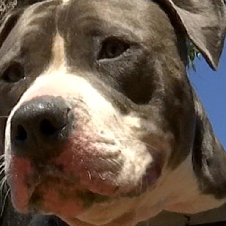 Бультерьер пятнистый