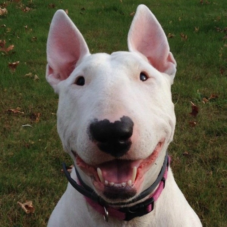 Бультерьер разновидности с названиями породы