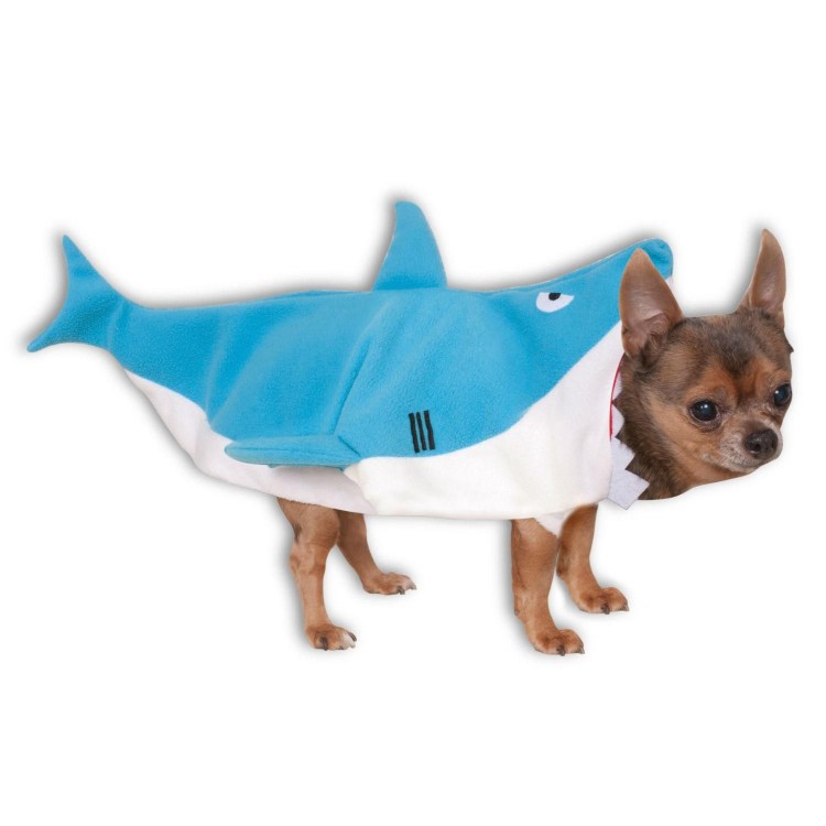 Бультерьер чистокровный