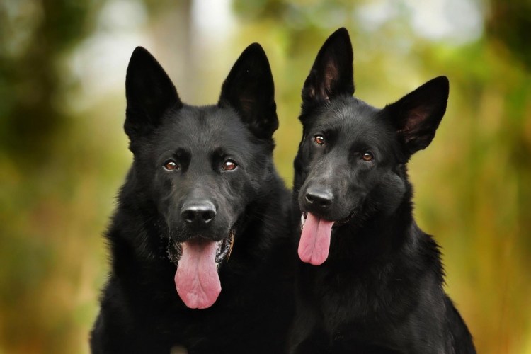 Бойцовский бультерьер