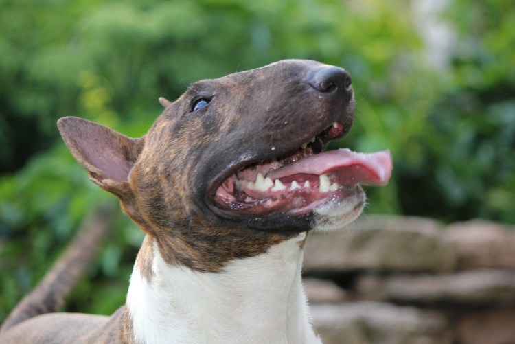 Бойцовский бультерьер