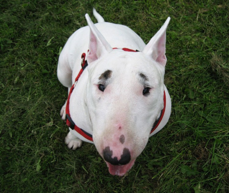 Порода бультерьер