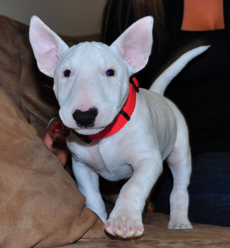 Бультерьер щенок