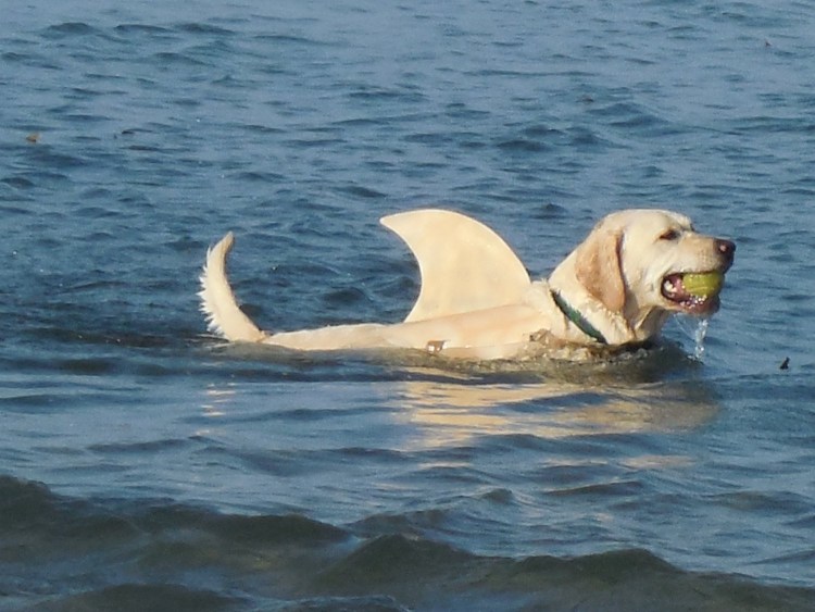 Порода бультерьер