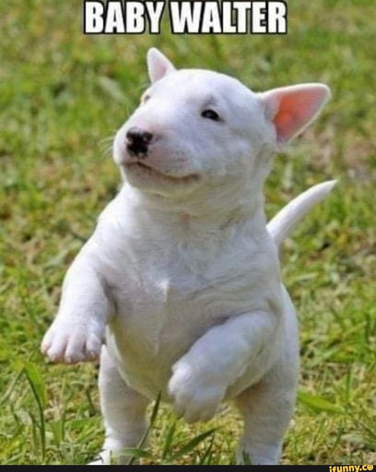 Собака бультерьер