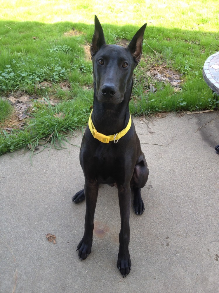 Итальянская порода собак Кане Корсо