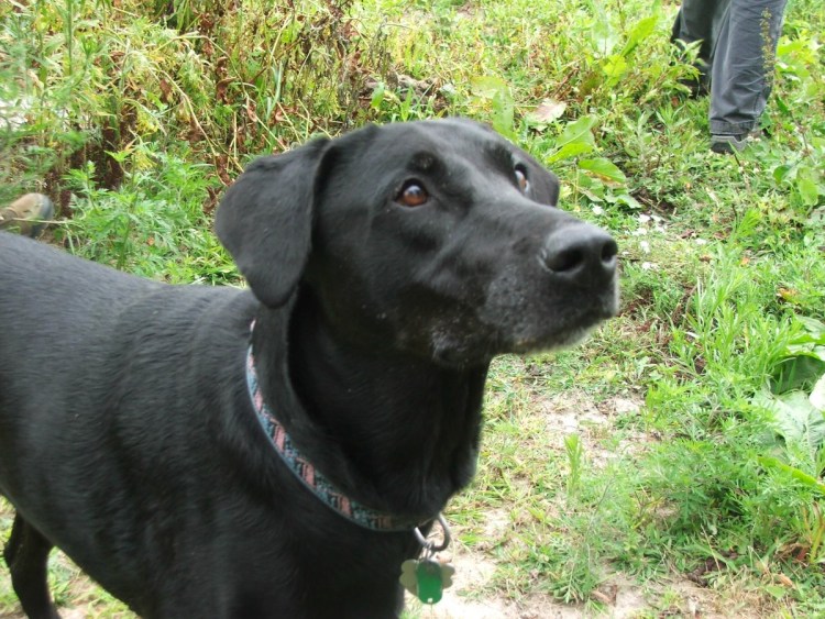 Метис добермана и Кане Корсо