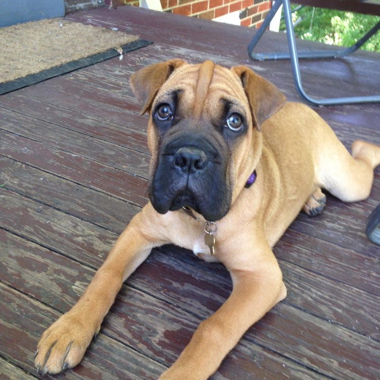 Метис бордосского дога