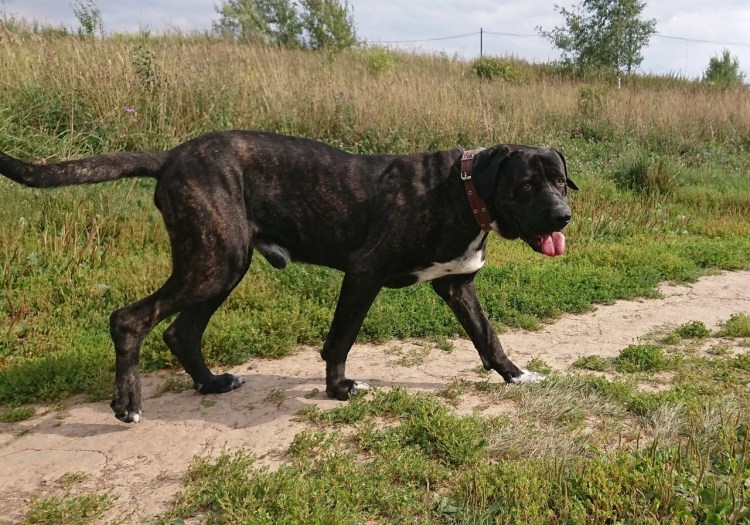 Метис добермана и далматинца