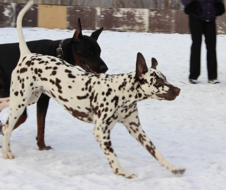 Аргентинский дог и Стаффорд метис