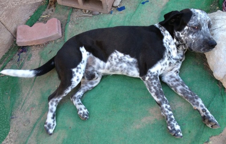 Метис лабрадора и добермана