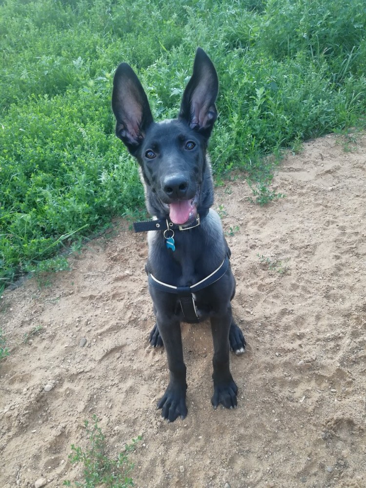 Помесь дворняги и немецкого дога